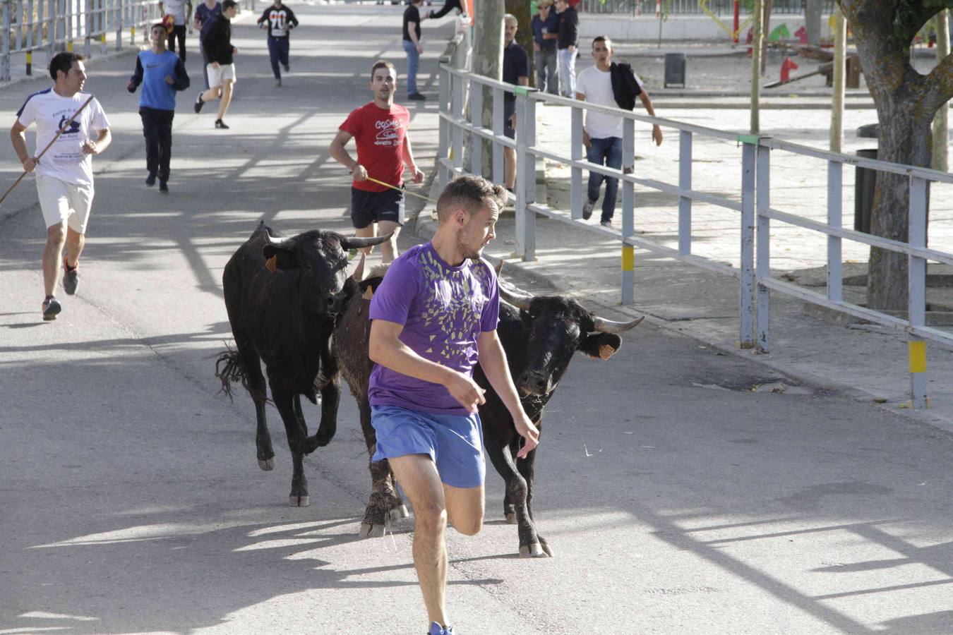 Tercer y último encierro de las fiestas de Campaspero