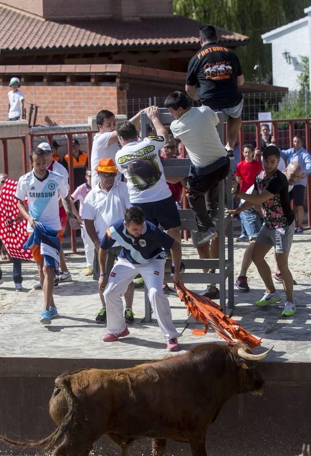 Encierro en las fiestas de Viana de Cega