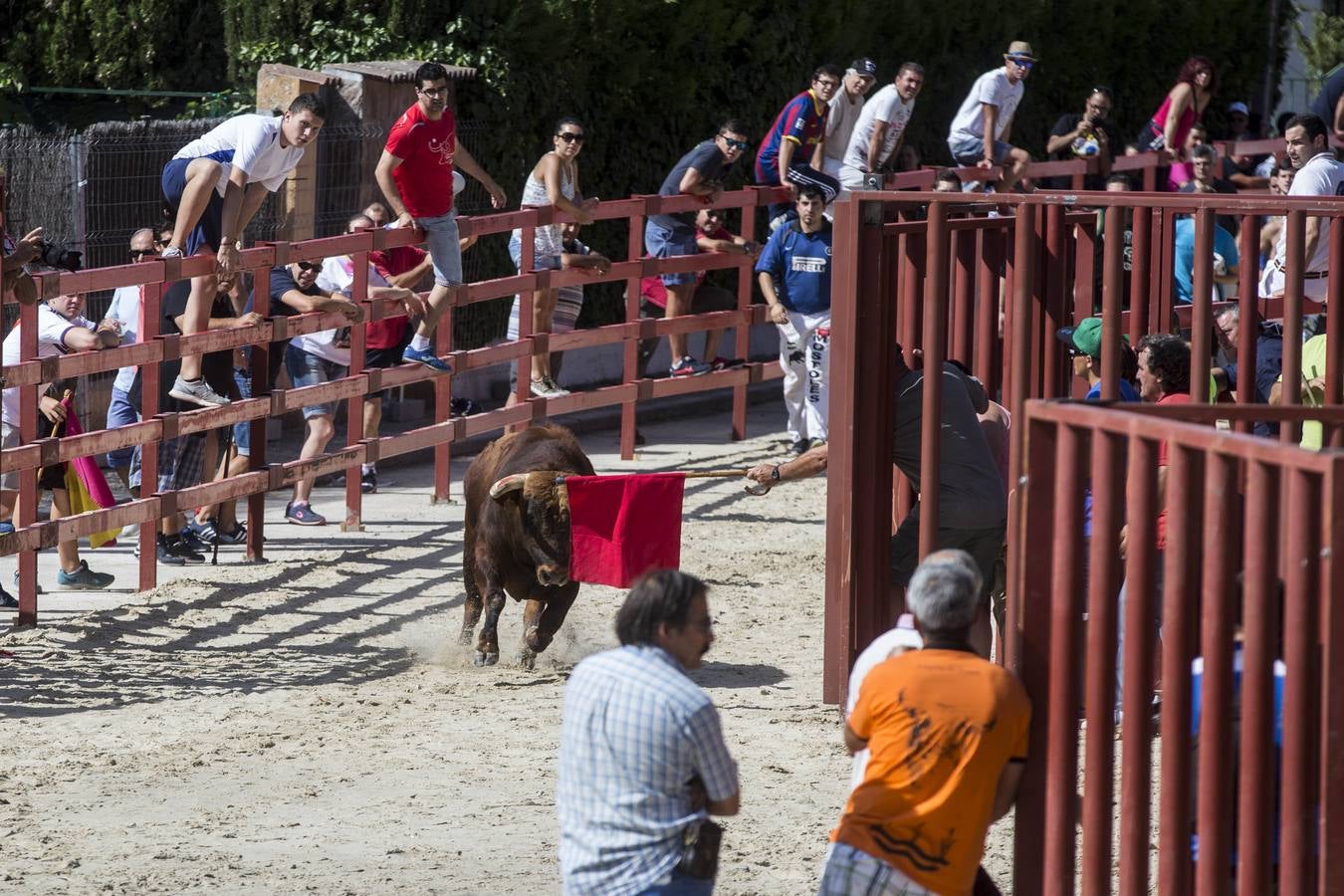Encierro en las fiestas de Viana de Cega
