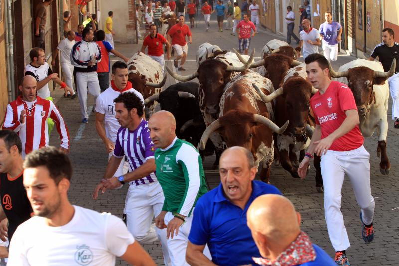 Primer encierro en Cuellar (Segovia)