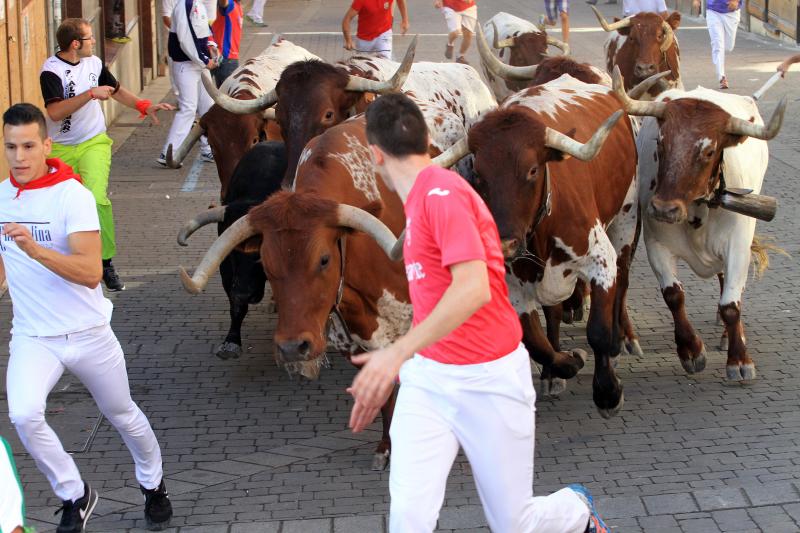 Primer encierro en Cuellar (Segovia)