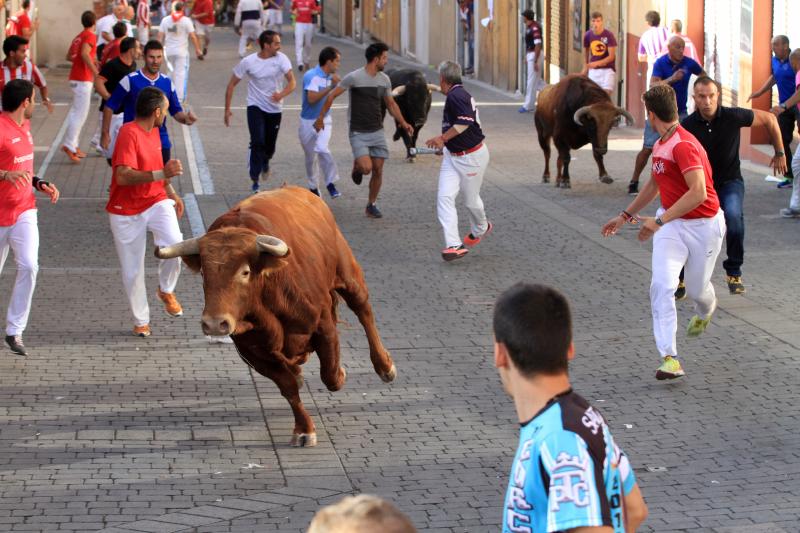 Primer encierro en Cuellar (Segovia)