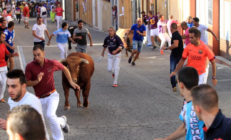 Primer encierro en Cuellar (Segovia)