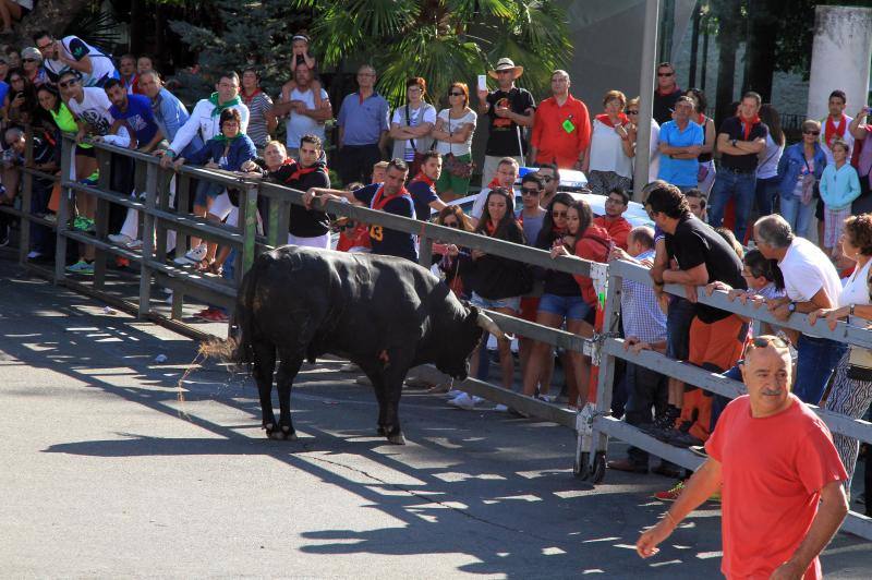 Segundo encierro en las fiestas de Cuellar
