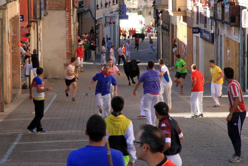 Segundo encierro en las fiestas de Cuellar