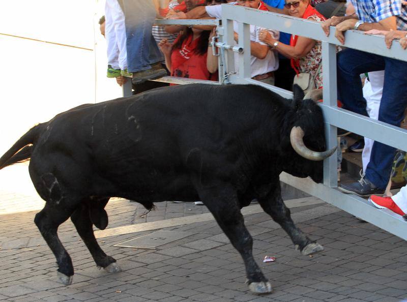 Segundo encierro en las fiestas de Cuellar