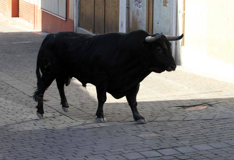 Segundo encierro en las fiestas de Cuellar