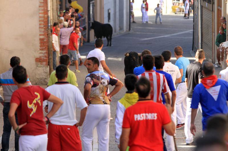 Segundo encierro en las fiestas de Cuellar