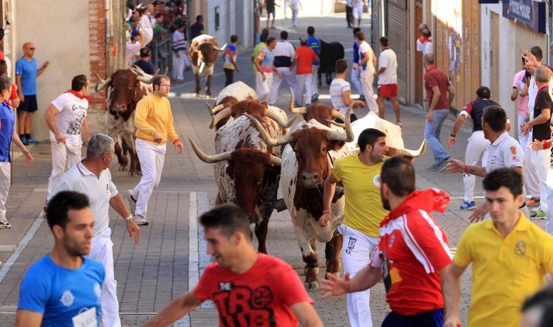 Segundo encierro en las fiestas de Cuellar