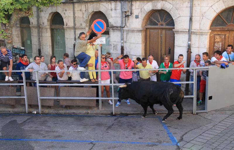 Segundo encierro en las fiestas de Cuellar