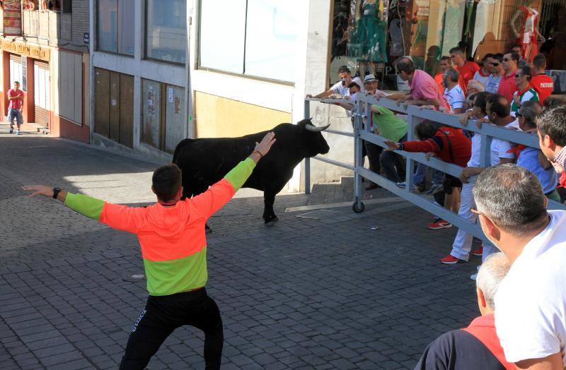 Segundo encierro en las fiestas de Cuellar