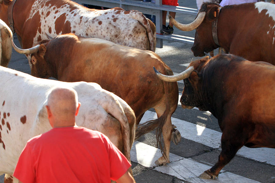 Cuarto encierro en las fiestas de Cuéllar