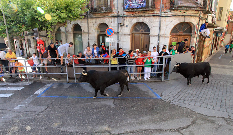 Cuarto encierro en las fiestas de Cuéllar
