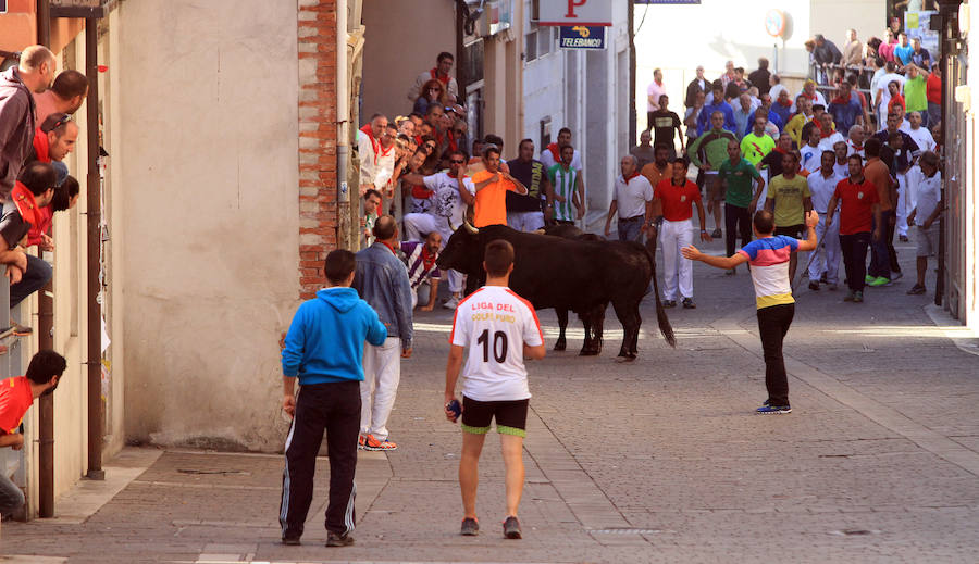 Cuarto encierro en las fiestas de Cuéllar