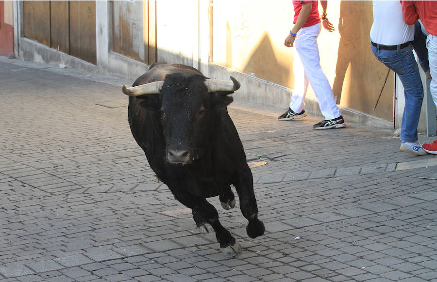 Quinto encierro en las fiestas de Cuéllar