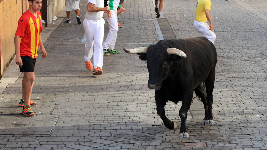 Quinto encierro en las fiestas de Cuéllar
