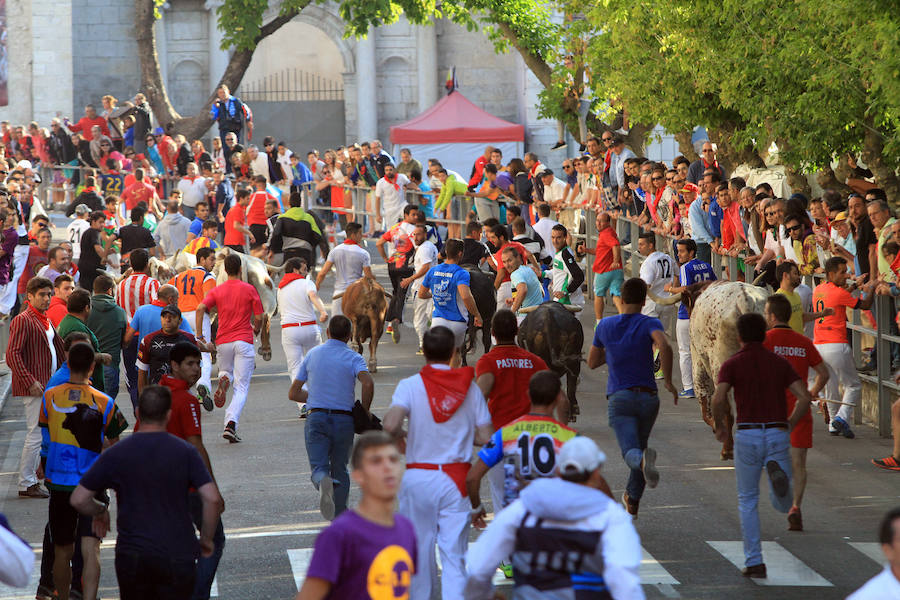 Quinto encierro en las fiestas de Cuéllar