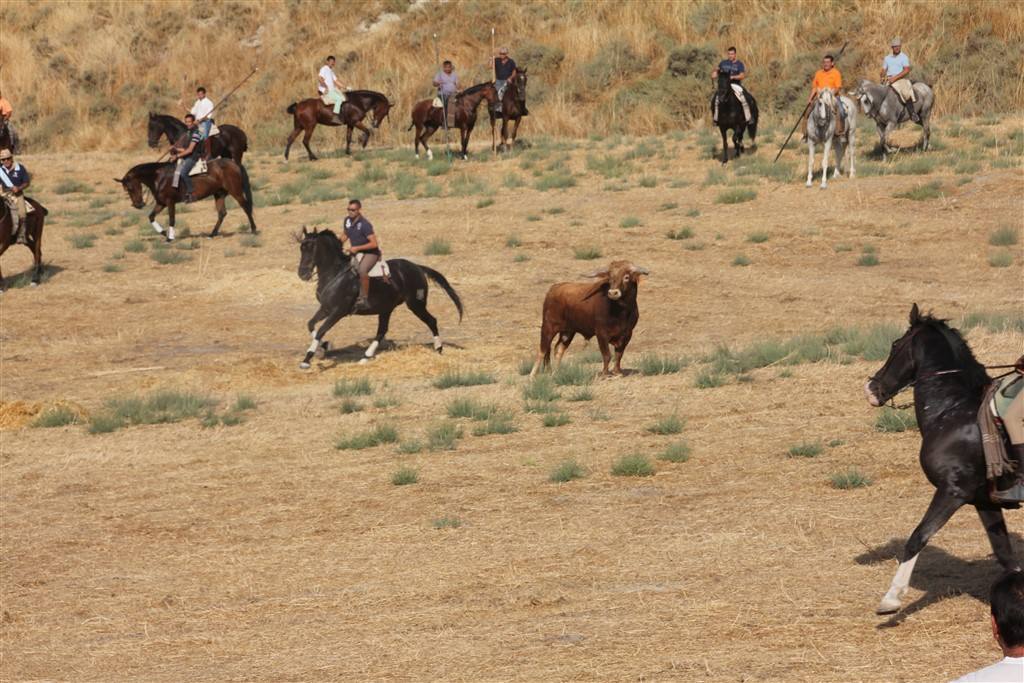 Primer encierro por el campo de las fiestas de Portillo