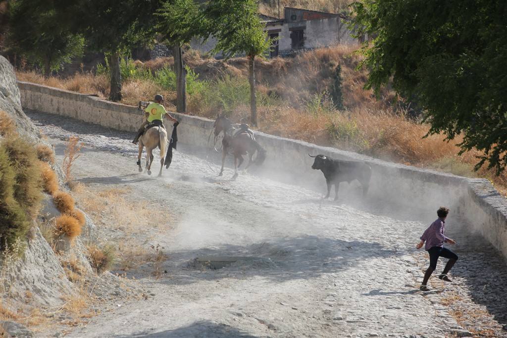 Primer encierro por el campo de las fiestas de Portillo