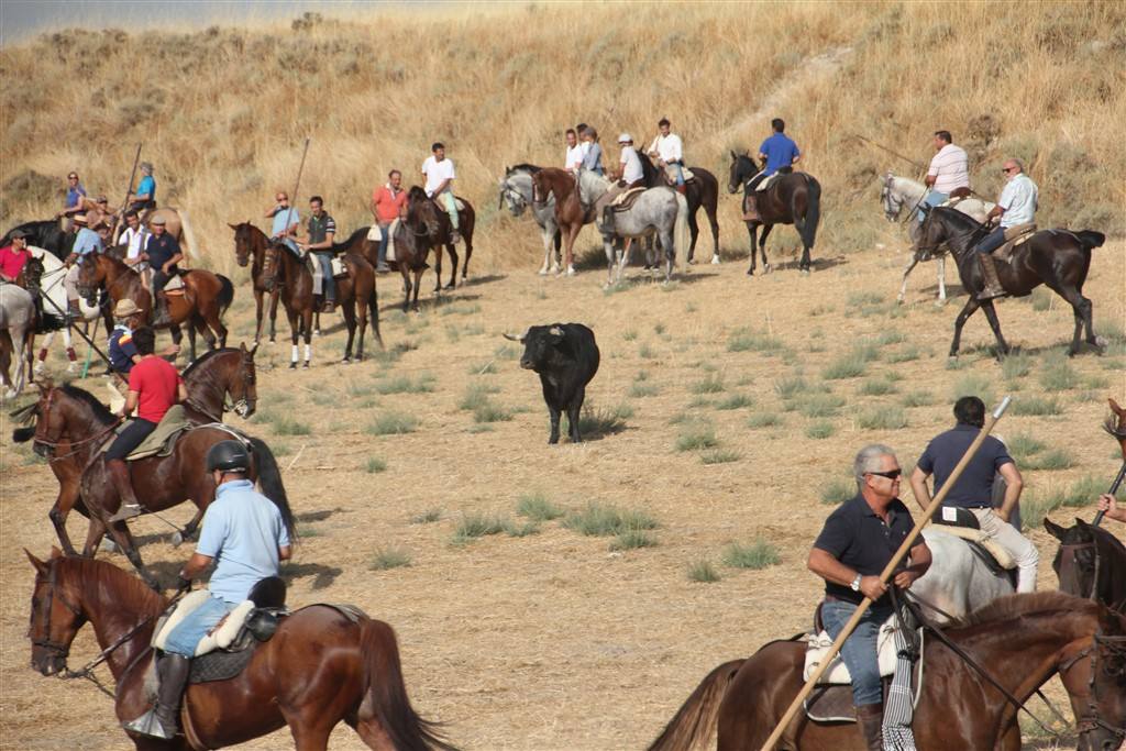 Primer encierro por el campo de las fiestas de Portillo