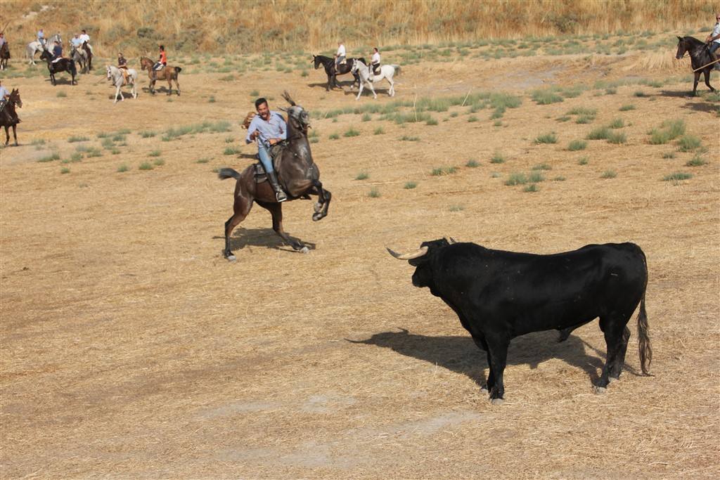 Primer encierro por el campo de las fiestas de Portillo