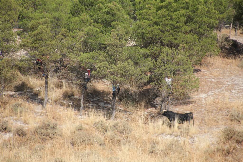 Primer encierro por el campo de las fiestas de Portillo