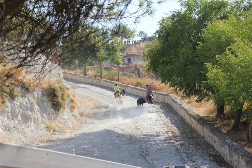 Primer encierro por el campo de las fiestas de Portillo