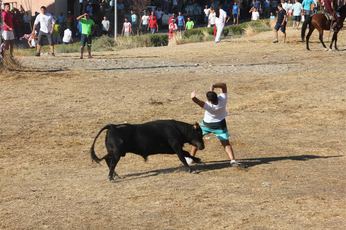 Encierro por el campo en las fiestas de Portillo (Valladolid)