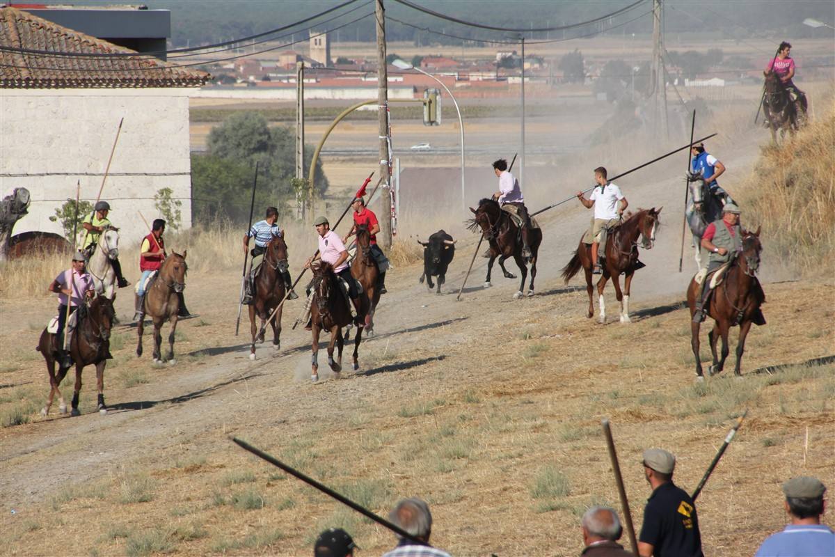 Encierro por el campo en las fiestas de Portillo (Valladolid)