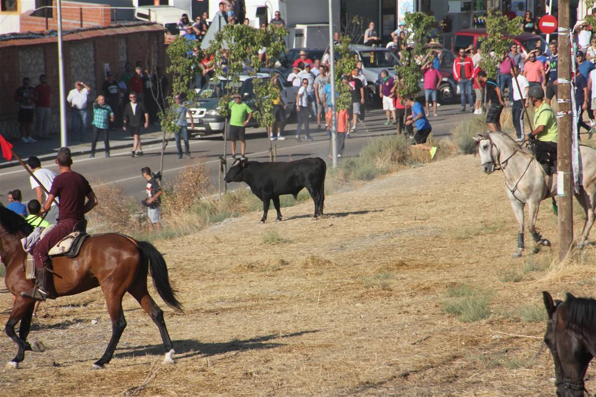 Encierro por el campo en las fiestas de Portillo (Valladolid)