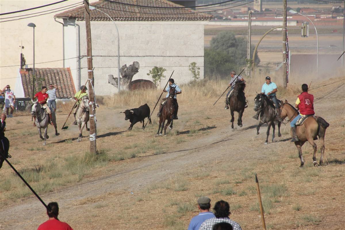 Encierro por el campo en las fiestas de Portillo (Valladolid)