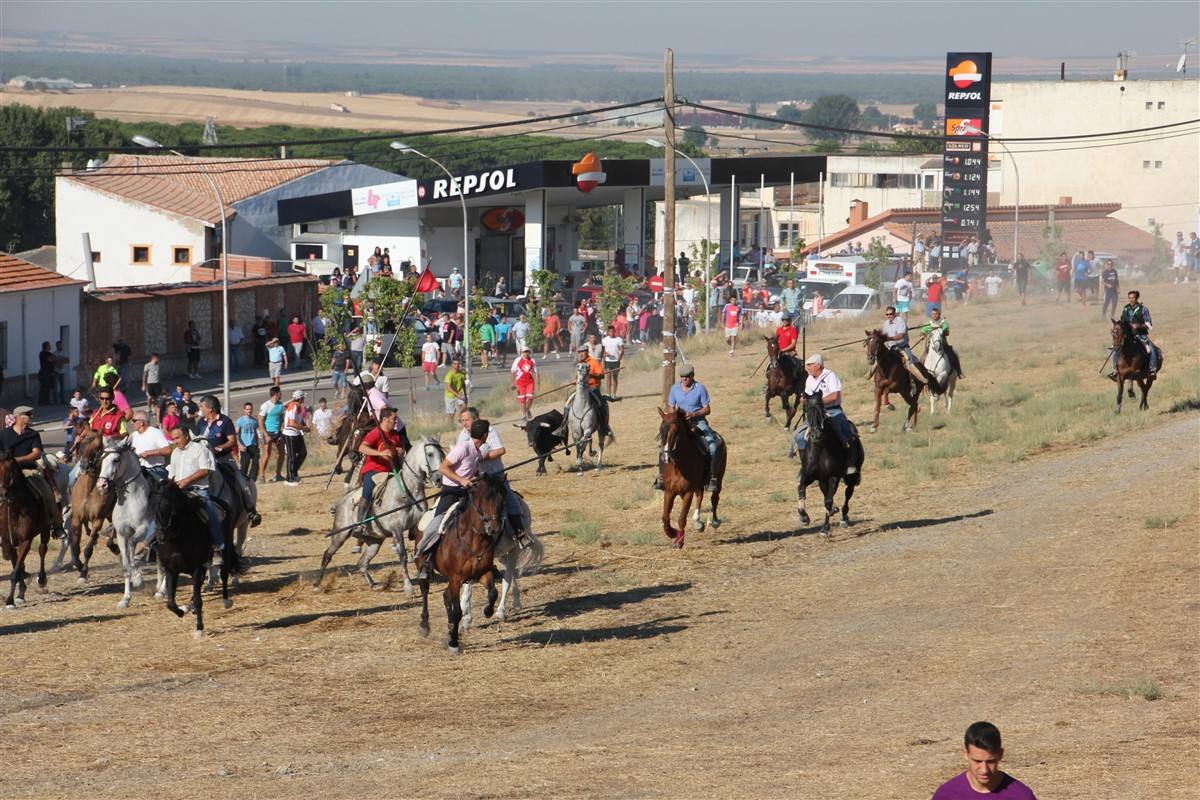 Encierro por el campo en las fiestas de Portillo (Valladolid)