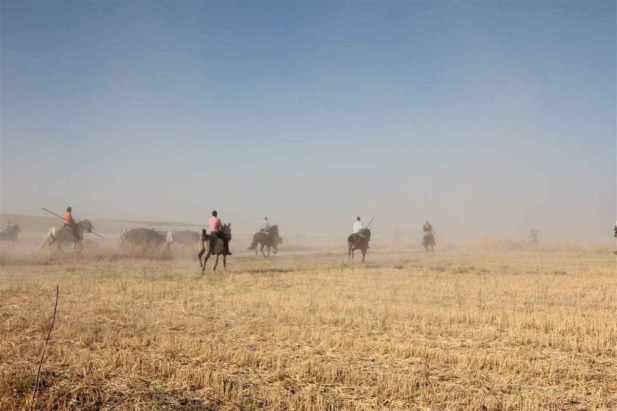 Encierro por el campo en las fiestas de Portillo (Valladolid)