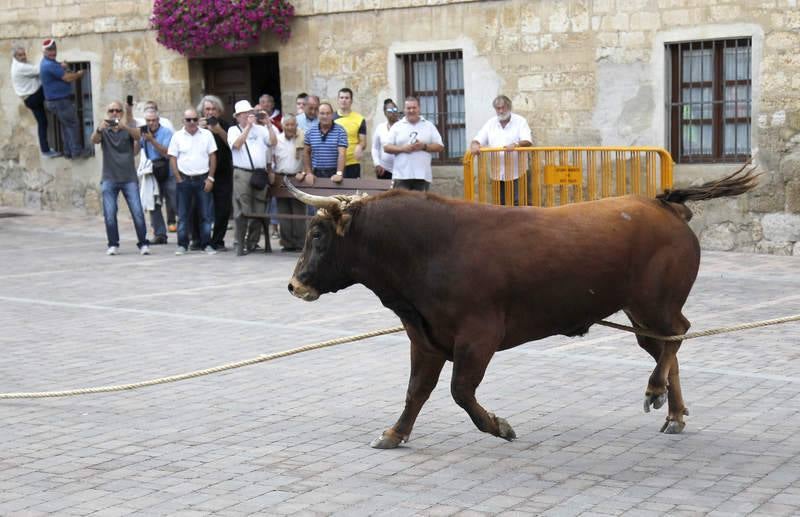 Astudillo celebra su tradicional &#039;toro enmaromado&#039;