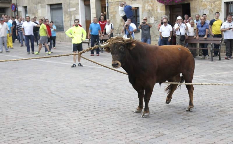 Astudillo celebra su tradicional &#039;toro enmaromado&#039;