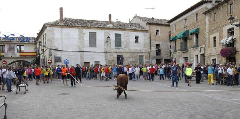 Astudillo celebra su tradicional &#039;toro enmaromado&#039;