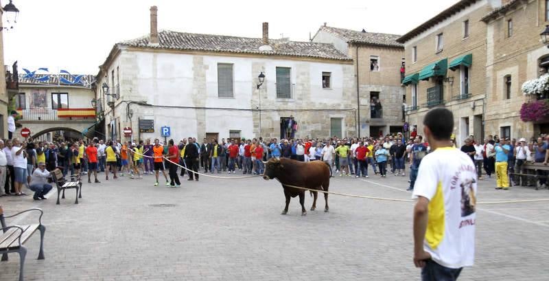 Astudillo celebra su tradicional &#039;toro enmaromado&#039;