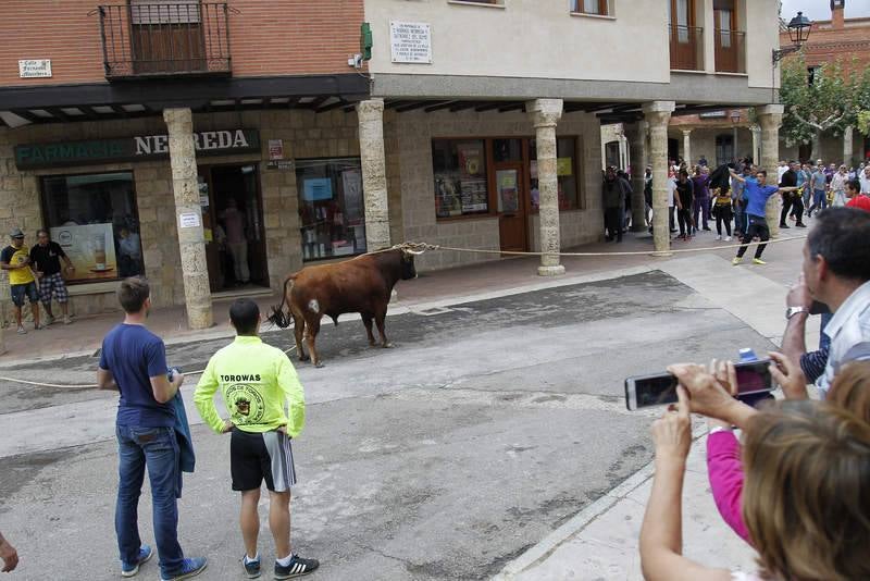 Astudillo celebra su tradicional &#039;toro enmaromado&#039;