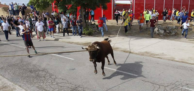 Astudillo celebra su tradicional &#039;toro enmaromado&#039;