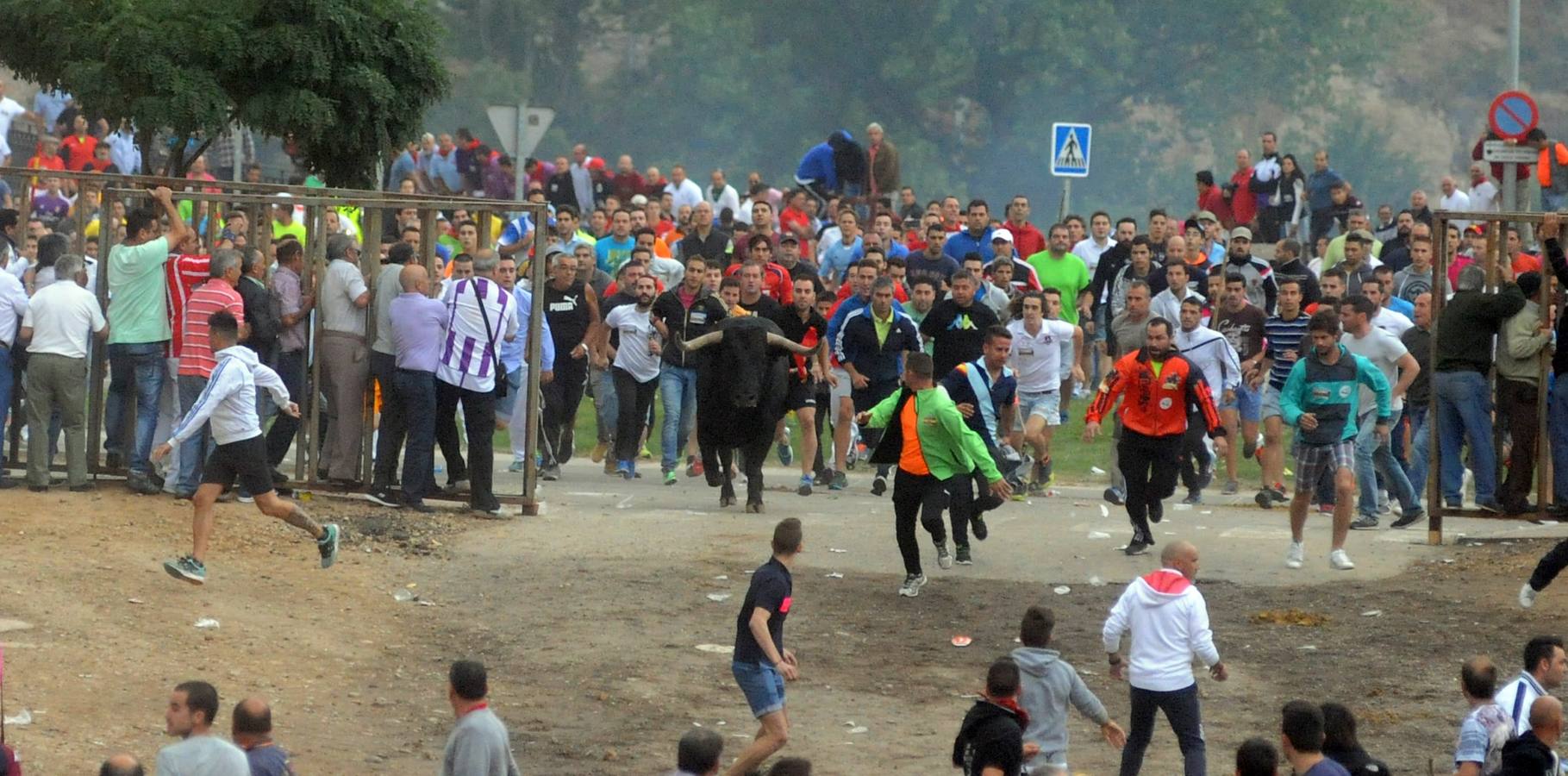 Tordesillas celebra su primer Toro de la Peña