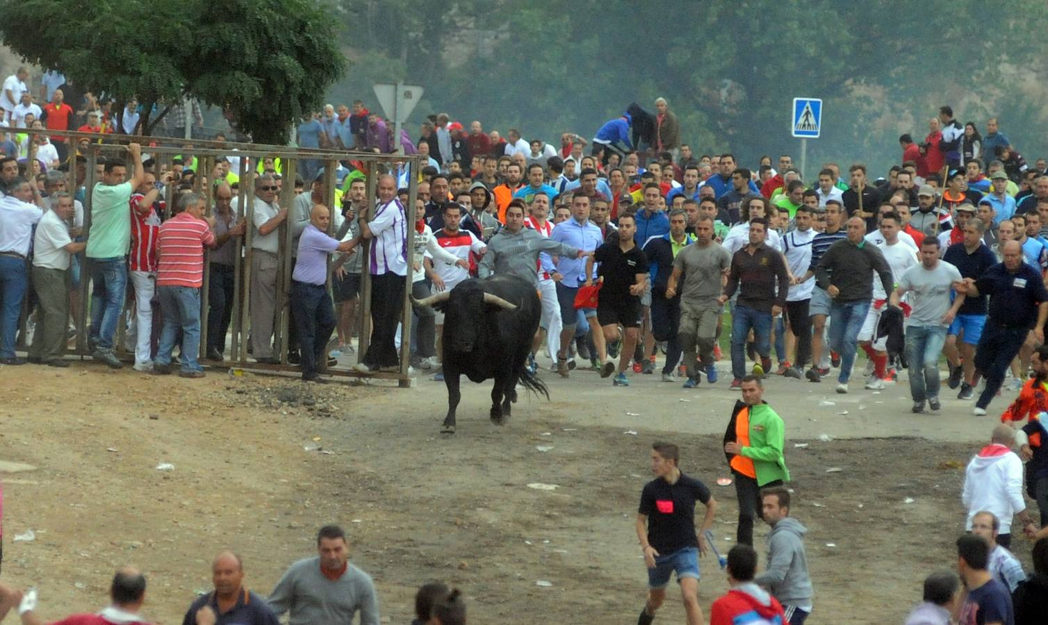 Tordesillas celebra su primer Toro de la Peña