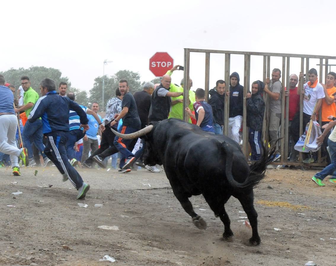 Tordesillas celebra su primer Toro de la Peña