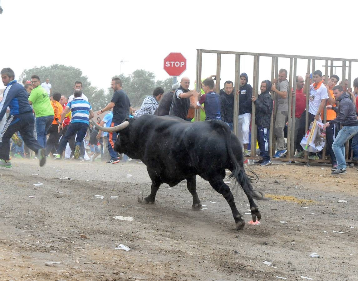 Tordesillas celebra su primer Toro de la Peña