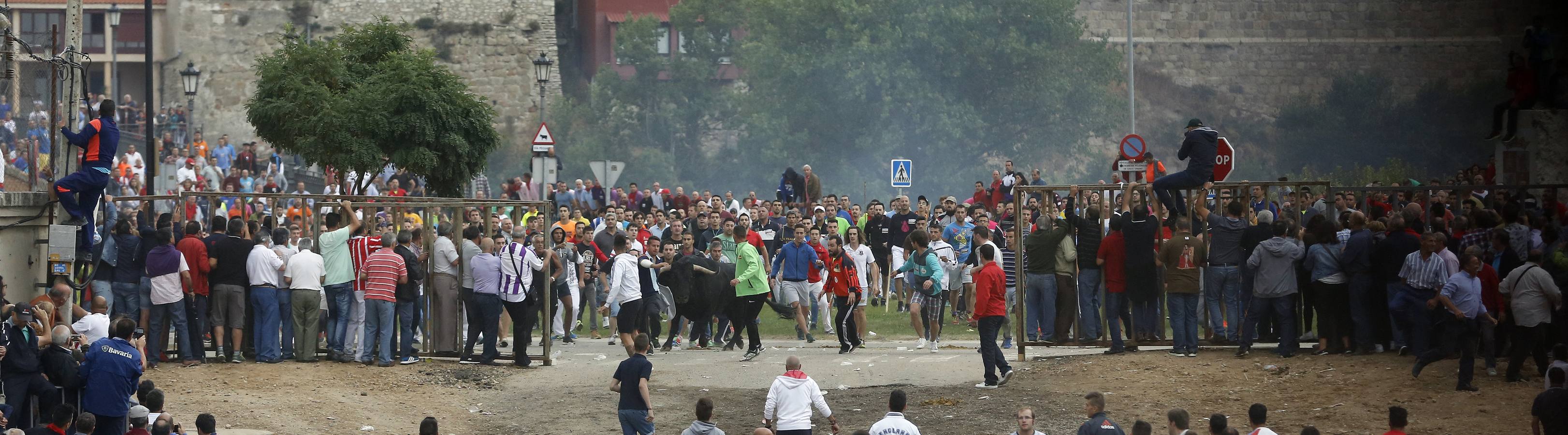 Tordesillas celebra su primer Toro de la Peña