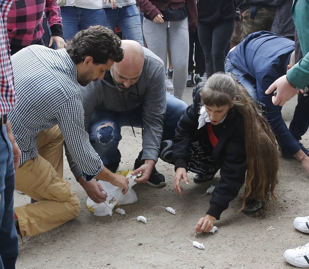 Tordesillas celebra su primer Toro de la Peña