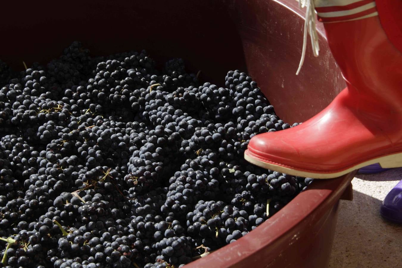 Fiesta de la Vendimia en Curiel de Duero