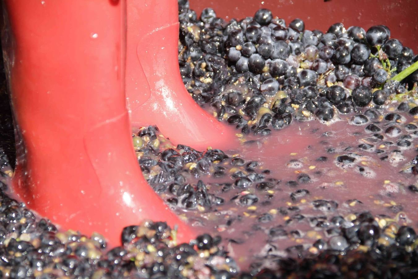 Fiesta de la Vendimia en Curiel de Duero