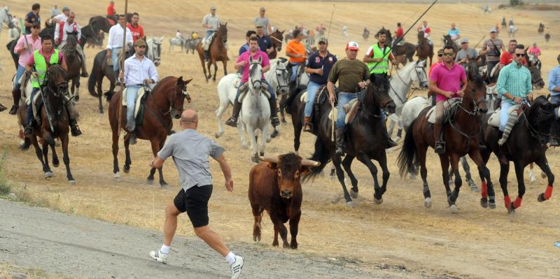 Encierro del viernes por la tarde en Olmedo