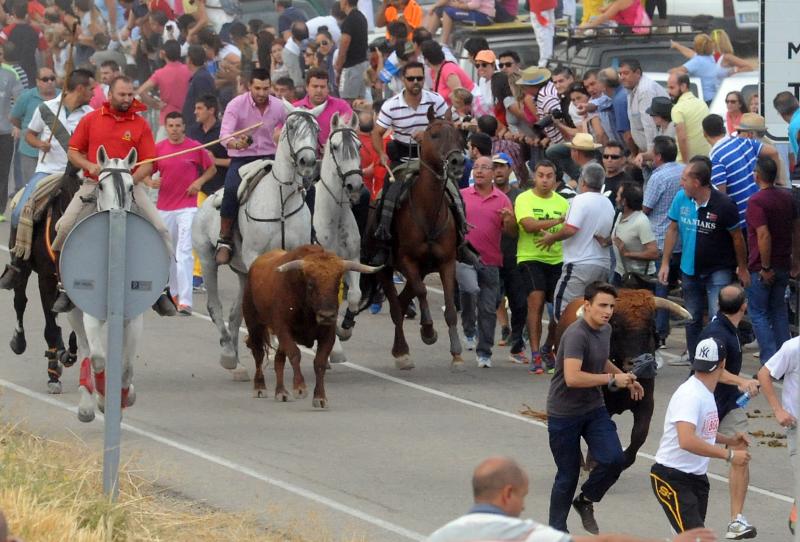 Encierro del viernes por la tarde en Olmedo
