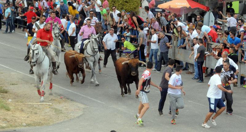 Encierro del viernes por la tarde en Olmedo